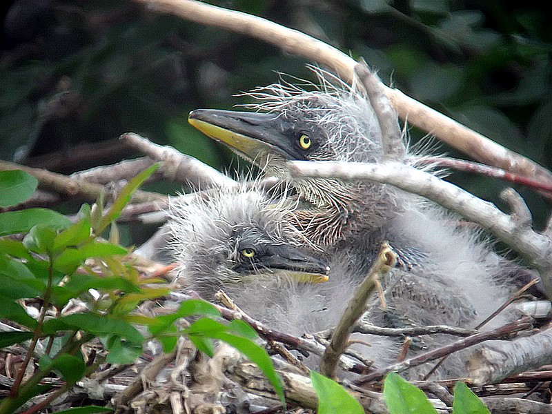 blue herons are born with bad hair