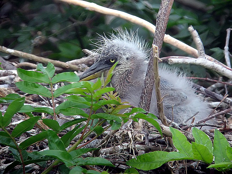 baby blue heron in the nest