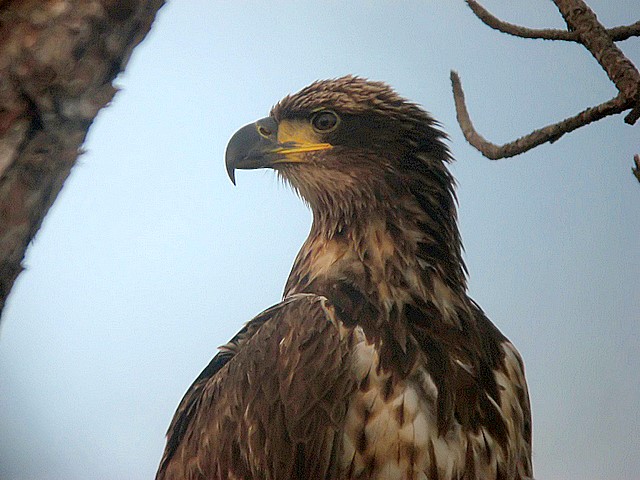juvenille bald eagle