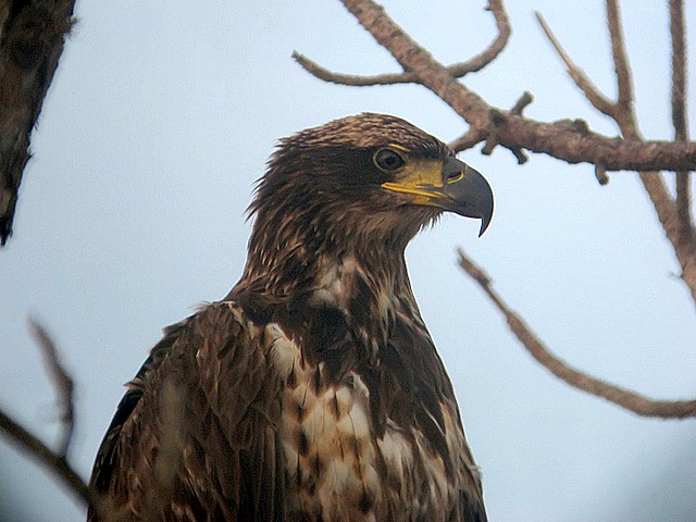 juvenille bald eagle