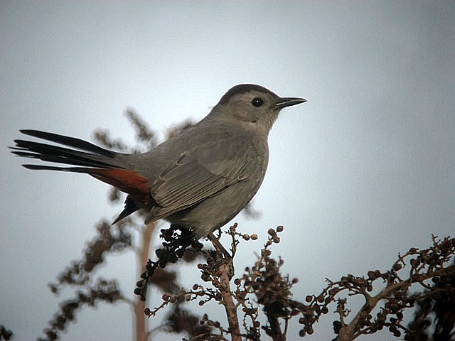 catbird