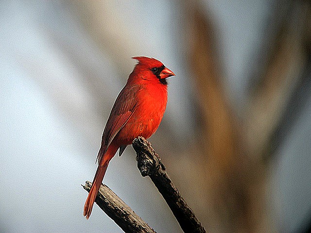 cardinal