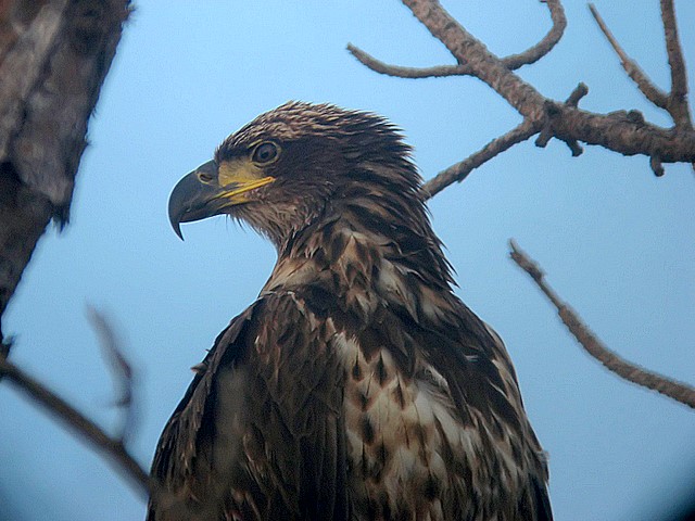 juvenille bald eagle