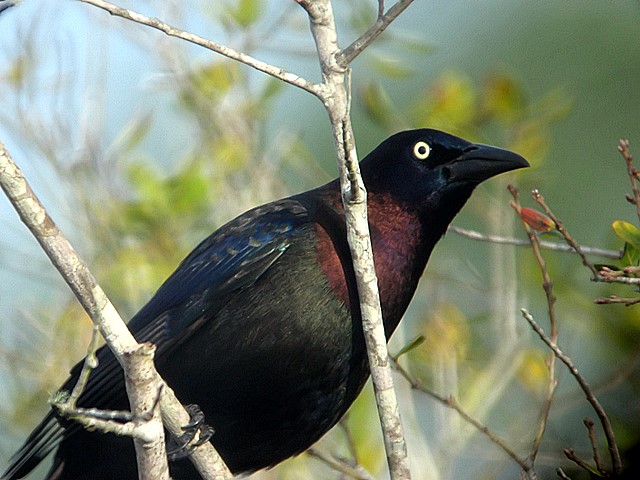 grackle