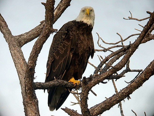 bald eagle