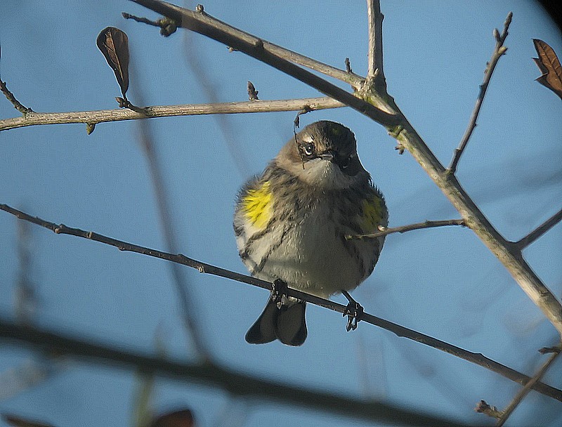 warbler
