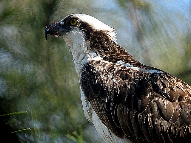 osprey
