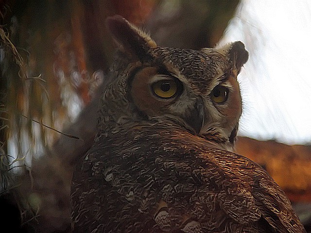 horned owl