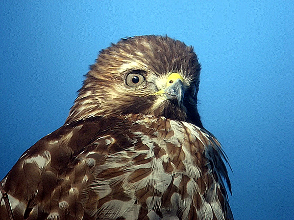 redtail hawk
