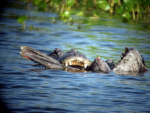 gator and ahinga