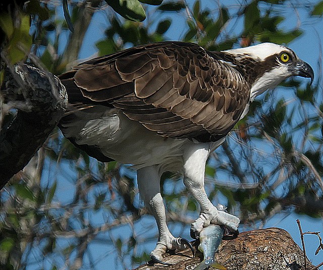 osprey