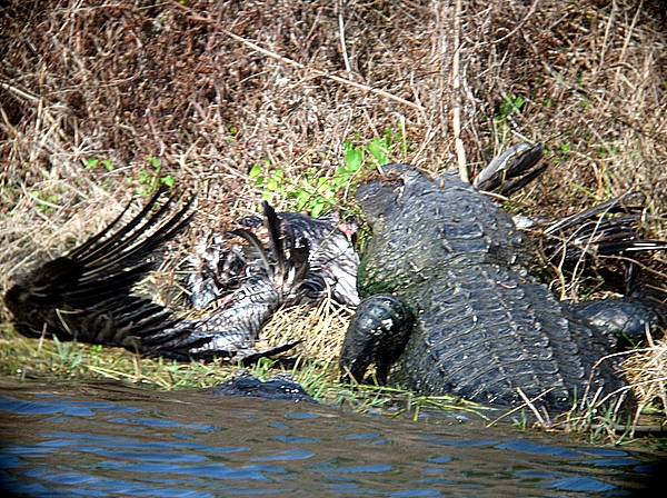 gator with ahinga
