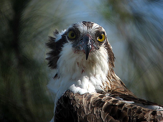osprey