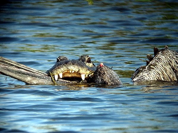 gator with dinner