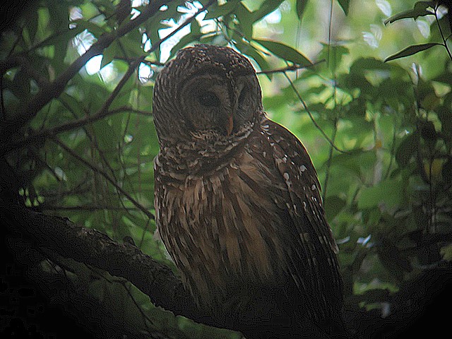 barred owl