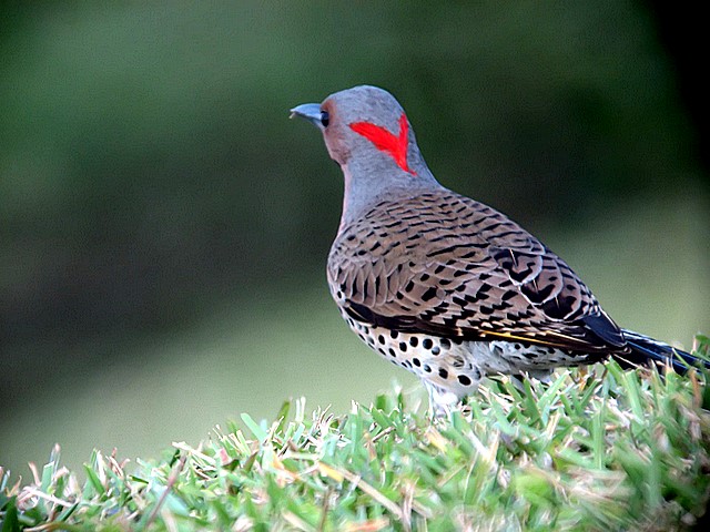 flicker woodpecker