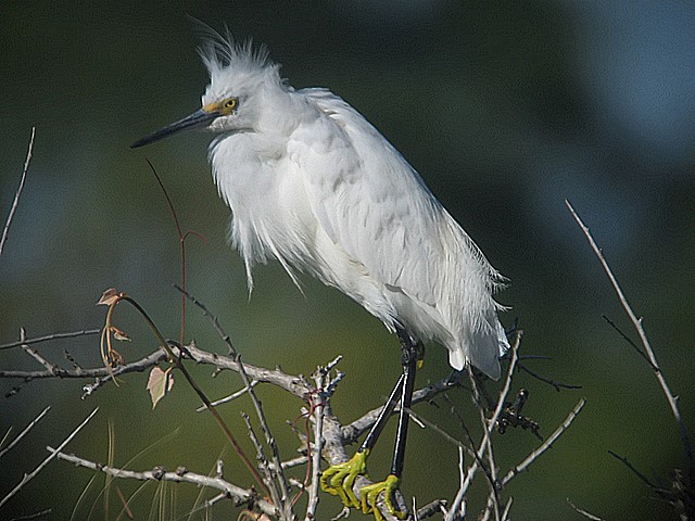 snowy egret