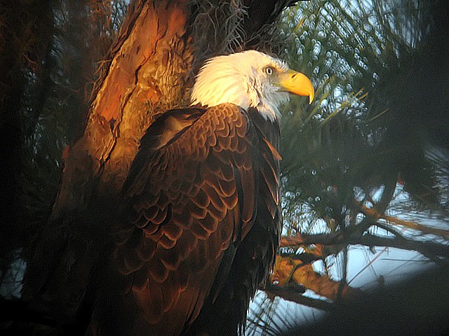 bald eagle @ dawn