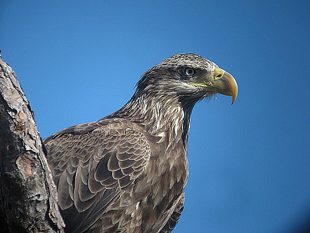 juvenile bald eagle