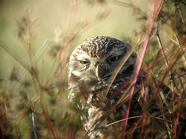 burrowing owl