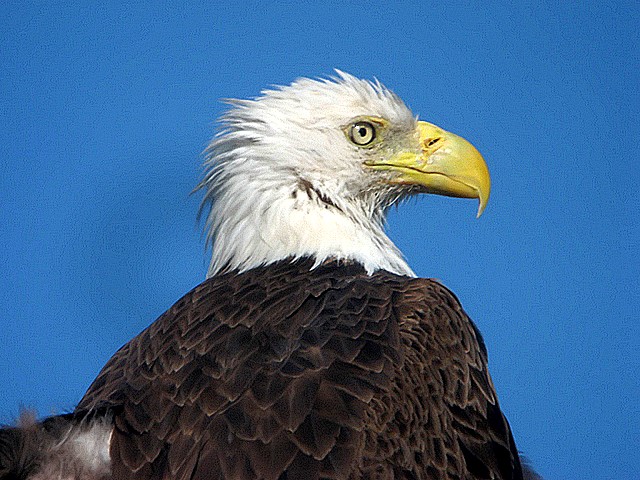 bald eagle