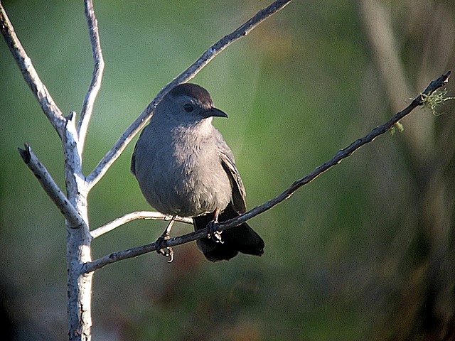 catbird