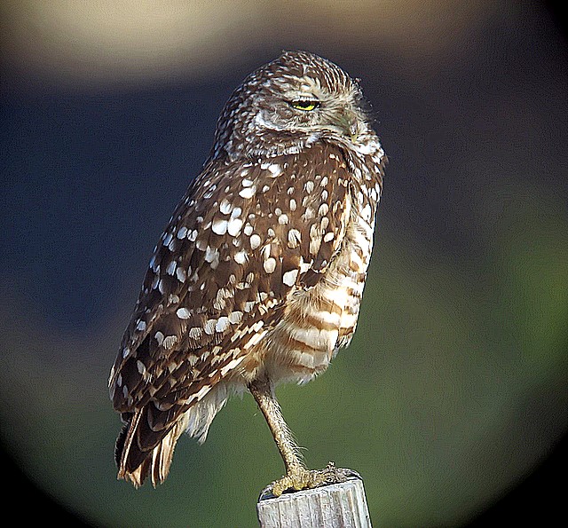 burrowing owl