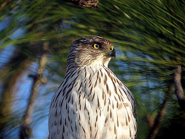 redtail hawk