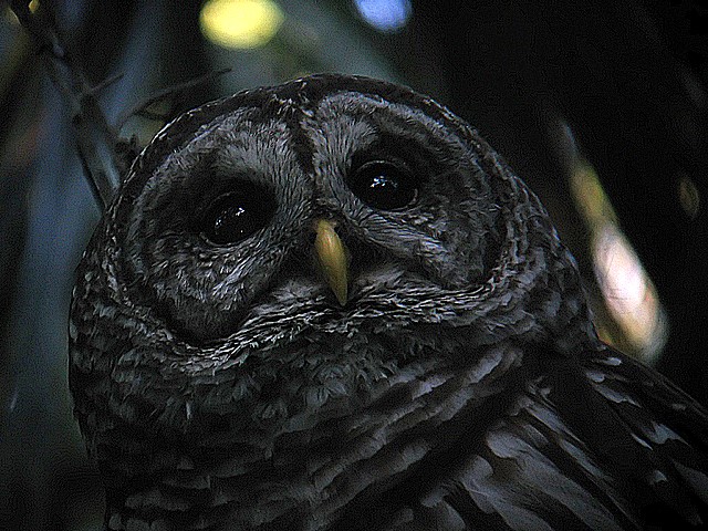 barred owl