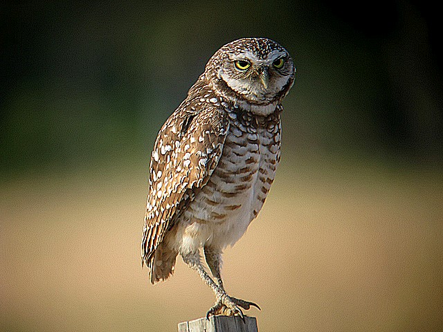 burrowing owl