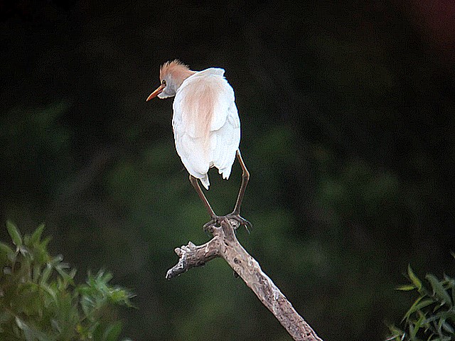 cattle egret