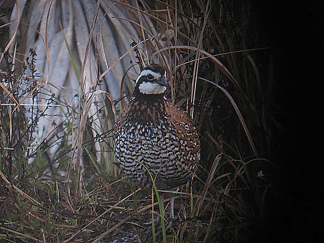 quail