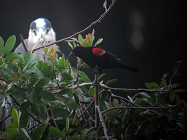 redwing being watched by a heron