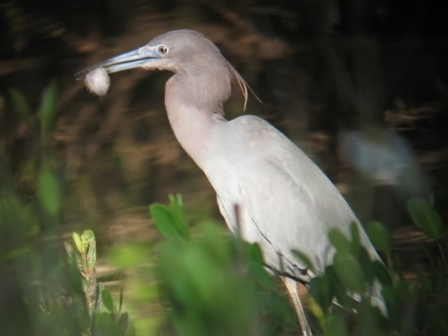 heron with a mussel