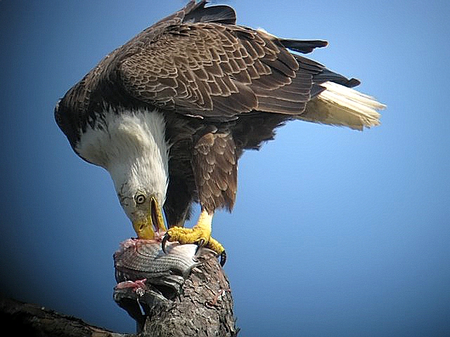 eagle with fish