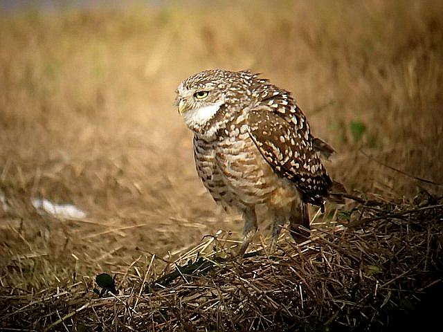 burrowing owl