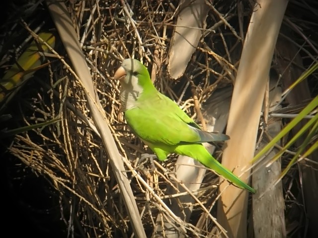 monk parakeet