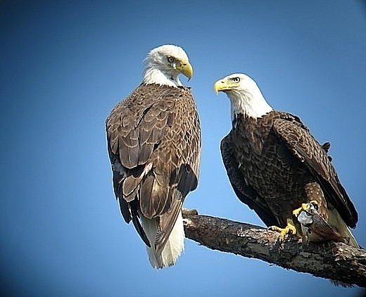 bald eagles