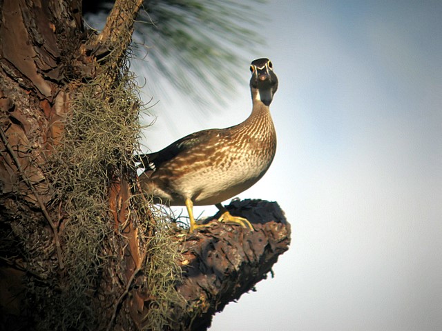 female wood duck