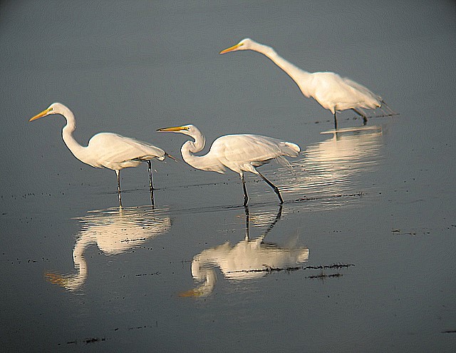 great egrets