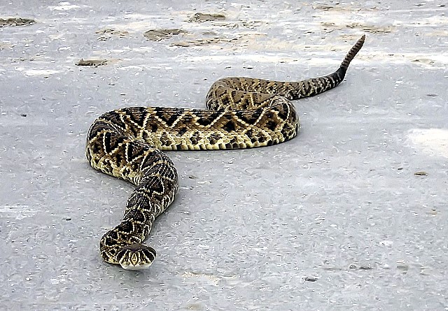 rattlesnake