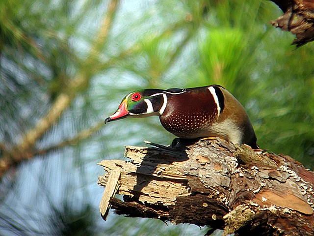 wood duck