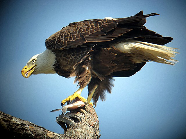 bald eagle
