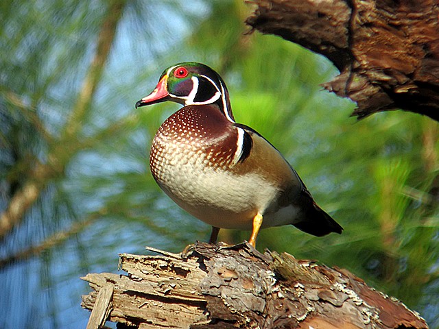 wood duck