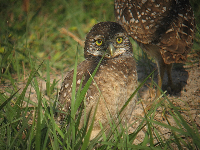 juvenile burrowing owl