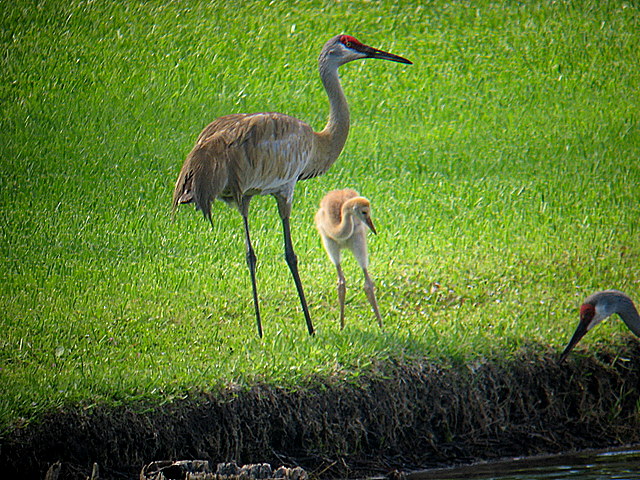 adult and juvenile sandhill cranes