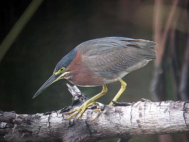 heron