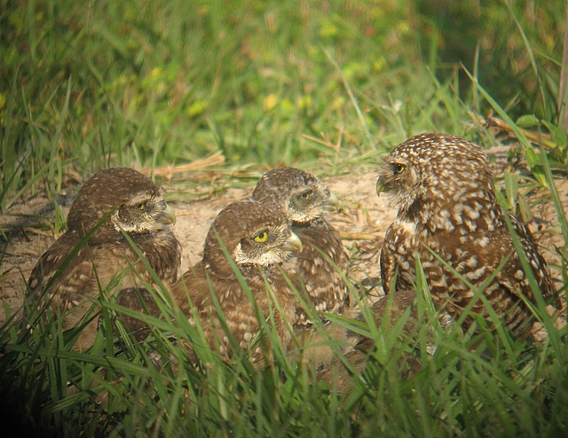 burrowing owl school