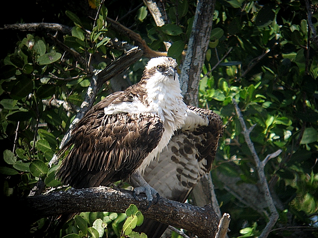 osprey