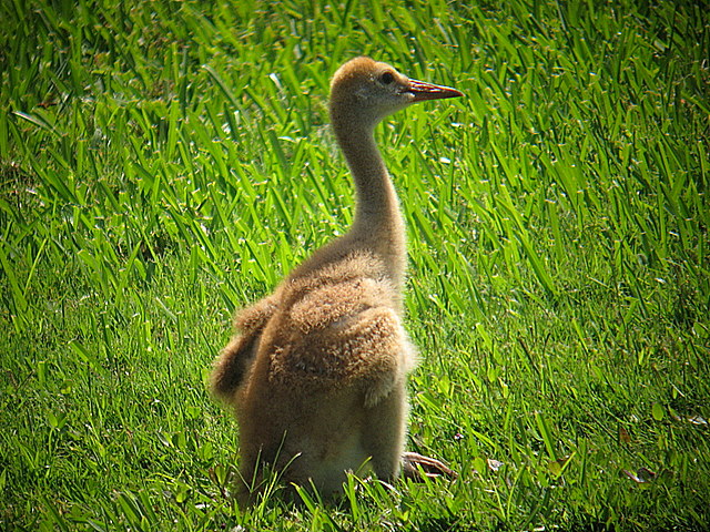juvenile sandhill crane